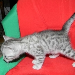 Egyptian Mau, silver, Male DOB 9-21-15
