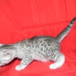 Egyptian Mau, silver, Male DOB 9-21-15