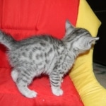 Egyptian Mau, silver, Male DOB 9-21-15