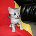Egyptian Mau, silver, Male DOB 9-21-15
