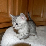 Egyptian Mau, silver, Male DOB 9-21-15