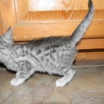 Egyptian Mau, silver, Male DOB 9-21-15