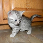 Egyptian Mau, silver, Male DOB 9-21-15