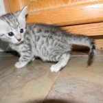 Egyptian Mau, silver, Male DOB 9-21-15