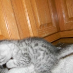 Egyptian Mau, silver, Male DOB 9-21-15