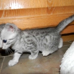 Egyptian Mau, silver, Male DOB 9-21-15