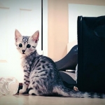 Leo, Silver, Egyptian Mau DOB 9-21-15
