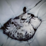 Leo, Silver, Egyptian Mau DOB 9-21-15