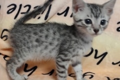 Dash Egyptian Mau Silver Male #5 DOB 7-5-24