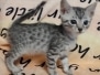 Dash Egyptian Mau Silver Male #5 DOB 7-5-24