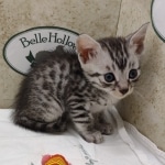 Silver-Egyptian-Mau-kitten-a