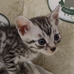 Silver-Egyptian-Mau-kitten-b