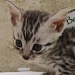 Silver-Egyptian-Mau-kitten-d