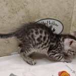 Silver-Egyptian-Mau-kitten