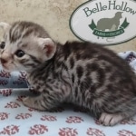 Silver Egyptin Mau male