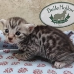 Silver Egyptin Mau male