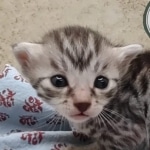 Silver Egyptin Mau male