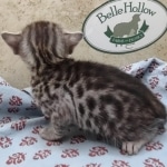 Silver Egyptin Mau male