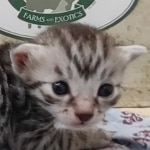 Silver Egyptin Mau male