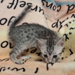Silver-Egyptian-Mau-kitten