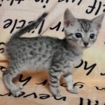 Silver-Egyptian-Mau-kitten