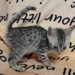 Silver-Egyptian-Mau-kitten