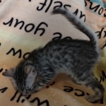 Silver-Egyptian-Mau-kitten