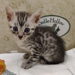 egyptian-mau-silver-male-kitten