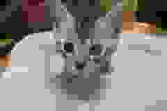 Owen Egyptian Mau, Silver, Male, 9-20-18 Precious