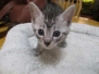 Owen Egyptian Mau, Silver, Male, 9-20-18 Precious