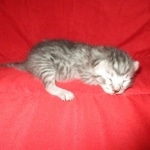 Mau, Silver, Male DOB 9-20-18 Pre