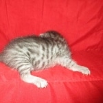 Mau, Silver, Male DOB 9-20-18 Pre