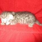 Mau, Silver, Male DOB 9-20-18 Pre