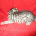 Mau, Silver, Male DOB 9-20-18 Pre