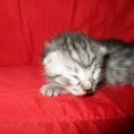 Mau, Silver, Male DOB 9-20-18 Pre