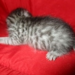Mau, Silver, Male DOB 9-20-18 Pre