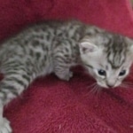 Mau, Silver, Male DOB 9-20-18 Pre