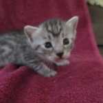 Mau, Silver, Male DOB 9-20-18 Pre