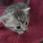 Mau, Silver, Male DOB 9-20-18 Pre