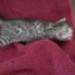 Mau, Silver, Male DOB 9-20-18 Pre