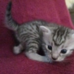 Mau, Silver, Male DOB 9-20-18 Pre