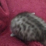 Mau, Silver, Male DOB 9-20-18 Pre