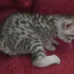 Mau, Silver, Male DOB 9-20-18 Pre