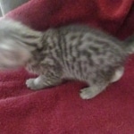 Mau, Silver, Male DOB 9-20-18 Pre