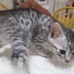 Mau, Silver, Male DOB 9-20-18 Pre