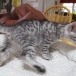 Mau, Silver, Male DOB 9-20-18 Pre