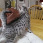 Mau, Silver, Male DOB 9-20-18 Pre