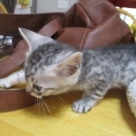 Mau, Silver, Male DOB 9-20-18 Pre