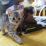 Mau, Silver, Male DOB 9-20-18 Pre