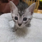 Mau, Silver, Male DOB 9-20-18 Pre